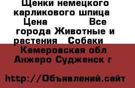 Щенки немецкого карликового шпица › Цена ­ 20 000 - Все города Животные и растения » Собаки   . Кемеровская обл.,Анжеро-Судженск г.